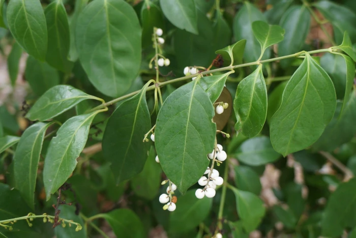 Chiococca alba image