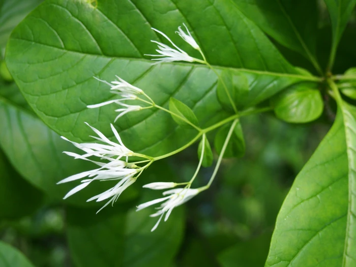Chionanthus virginicus image