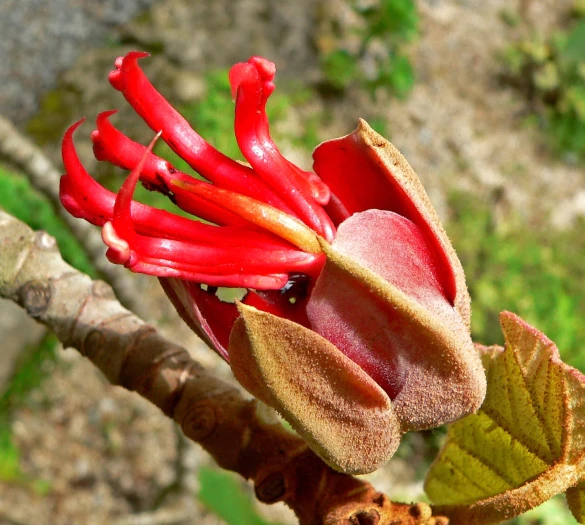 Chiranthodendron pentadactylon image