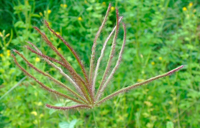 Chloris gayana image