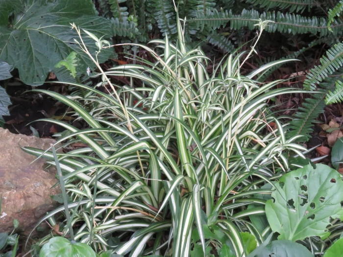 Chlorophytum comosum image