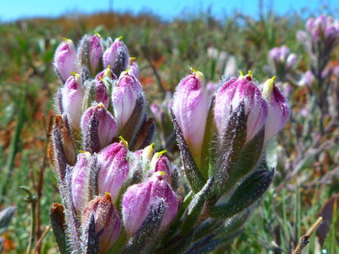 Chloropyron maritimum image