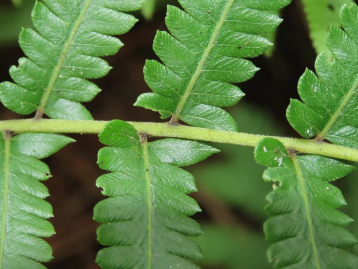 Christella acuminata image