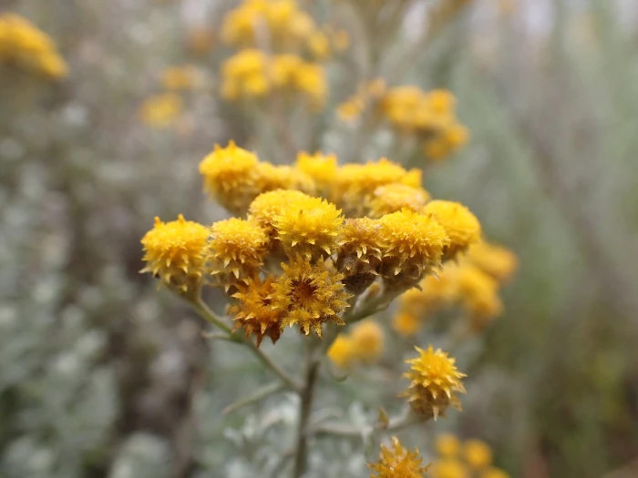 Chrysocephalum semipapposum image