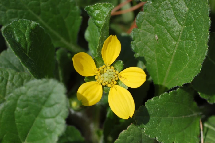 Chrysogonum virginianum image