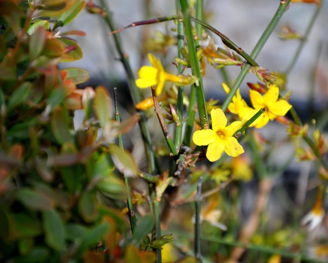 Chrysojasminum floridum image