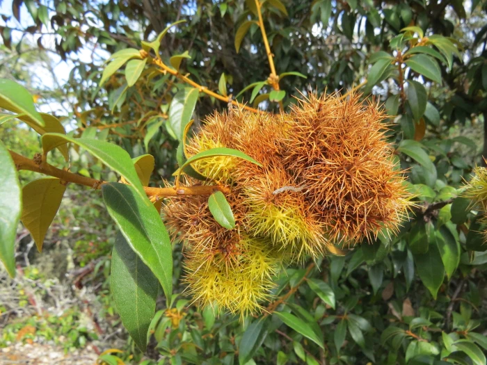 Chrysolepis chrysophylla image