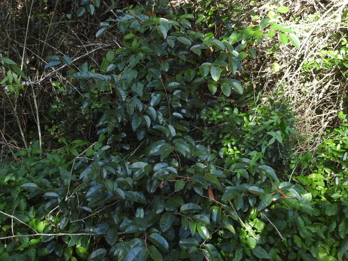 Chrysophyllum oliviforme image