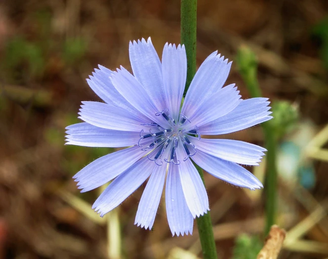 Cichorium intybus image