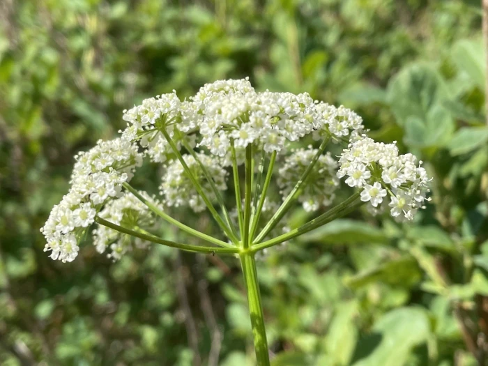 Cicuta douglasii image