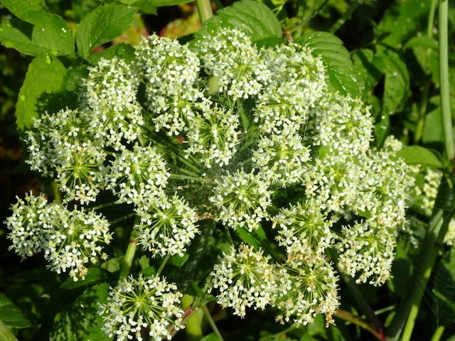 Cicuta maculata image