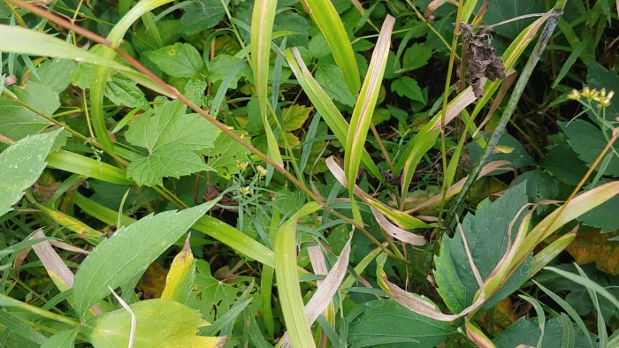 Cinna arundinacea image