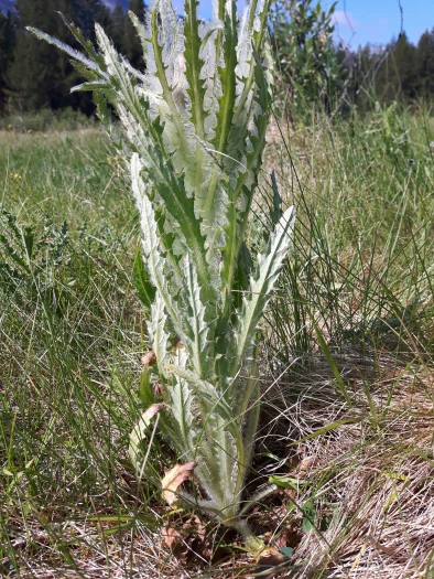 Cirsium foliosum image