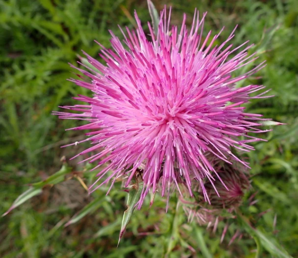 Cirsium horridulum image