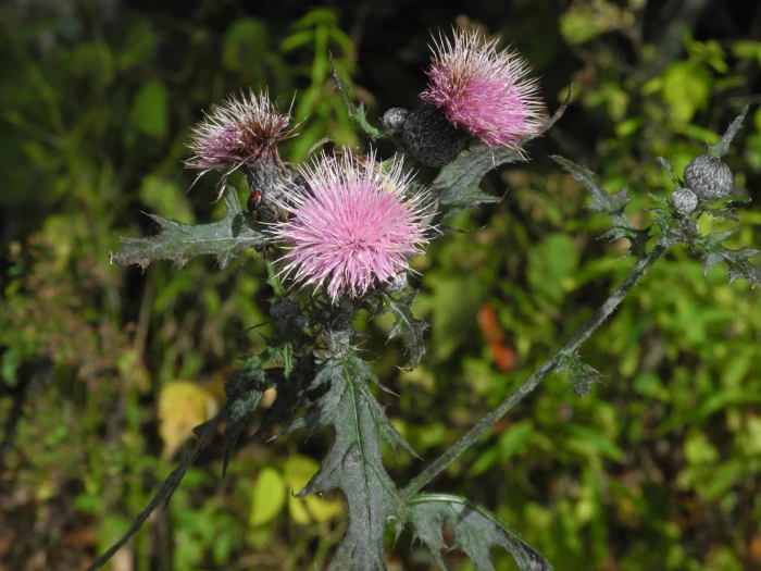 Cirsium muticum image