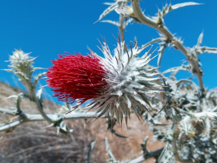 Cirsium occidentale image
