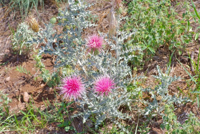 Cirsium ochrocentrum image