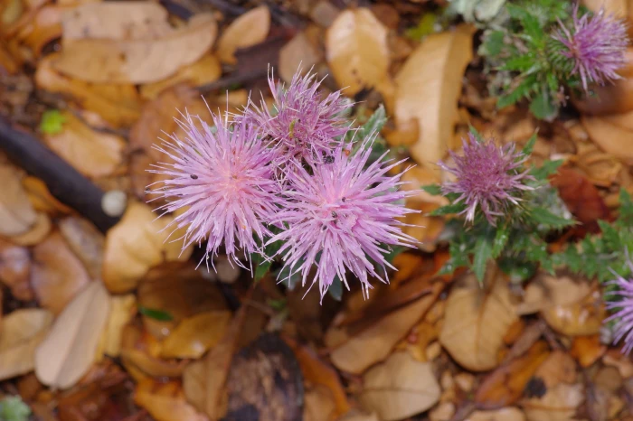 Cirsium texanum image