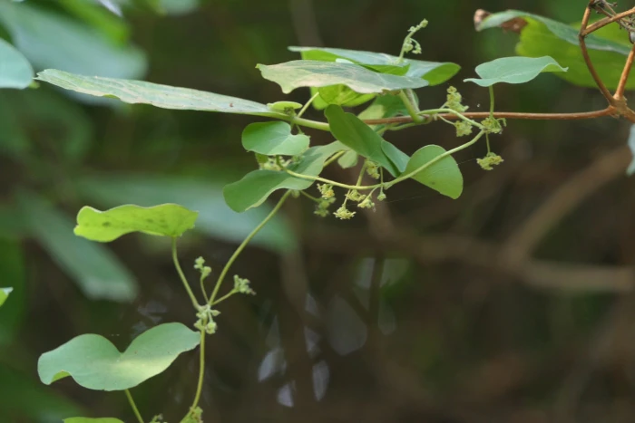 Cissampelos pareira image