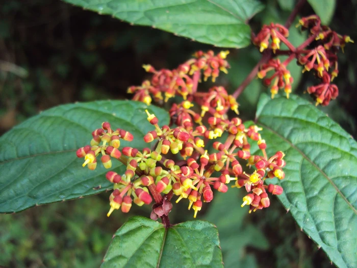 Cissus discolor image