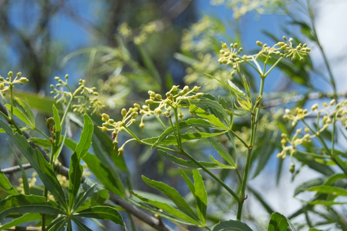 Cissus palmata image