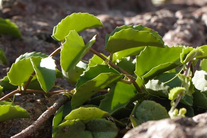 Cissus rotundifolia image