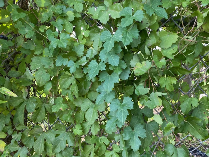 Cissus trifoliata image