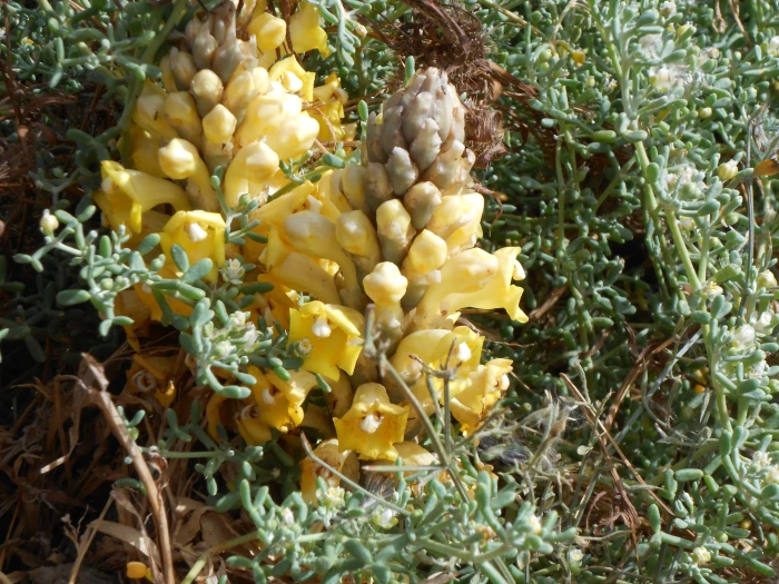 Cistanche tubulosa image