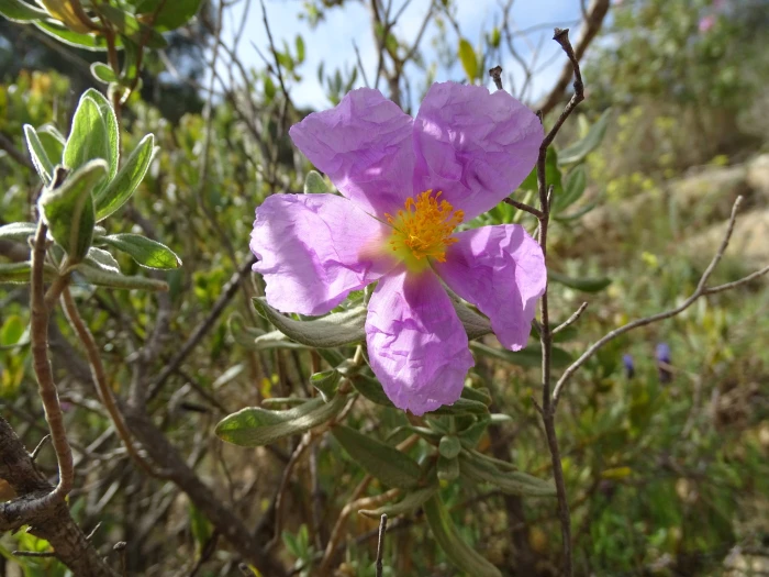 Cistus albidus image