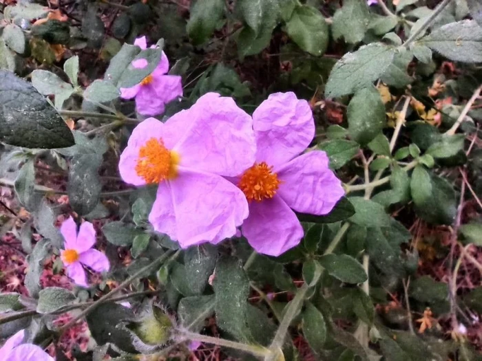 Cistus creticus image