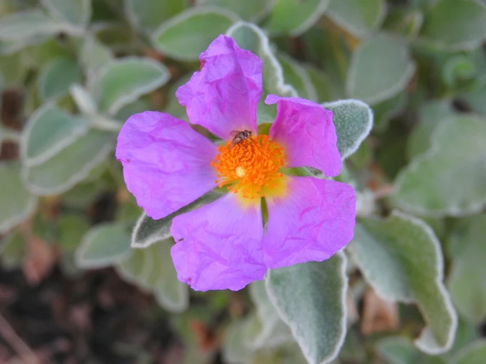 Cistus creticus subsp. eriocephalus image
