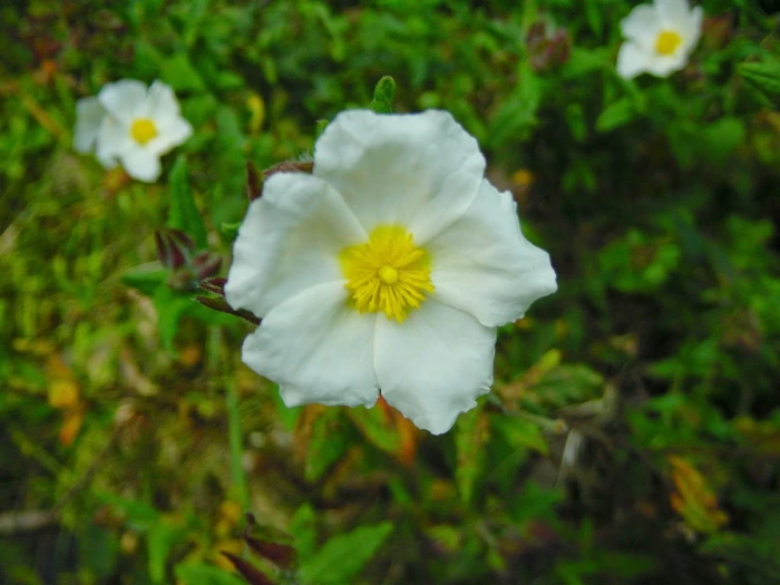Cistus inflatus image