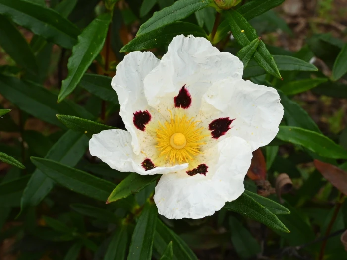 Cistus ladanifer image