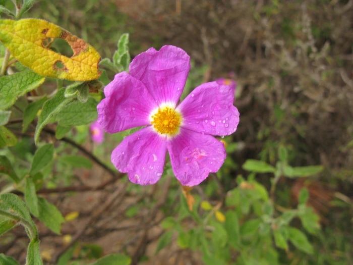 Cistus tauricus image