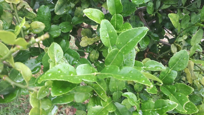 Citrus hystrix image