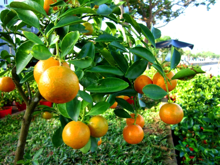 Citrus japonica image