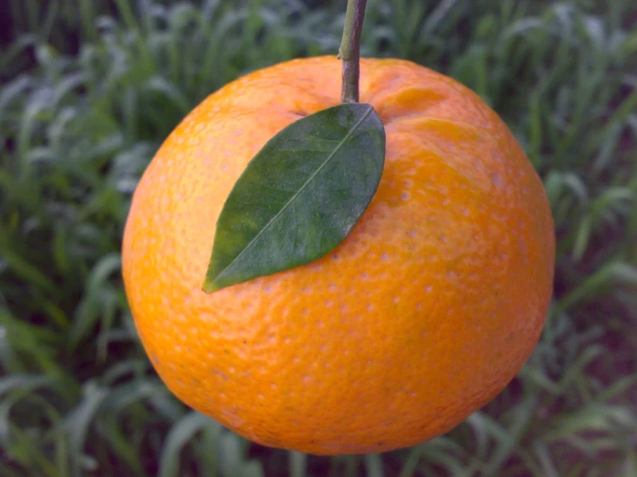 Citrus reticulata image