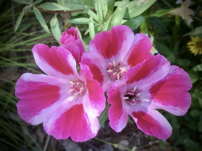 Clarkia amoena image