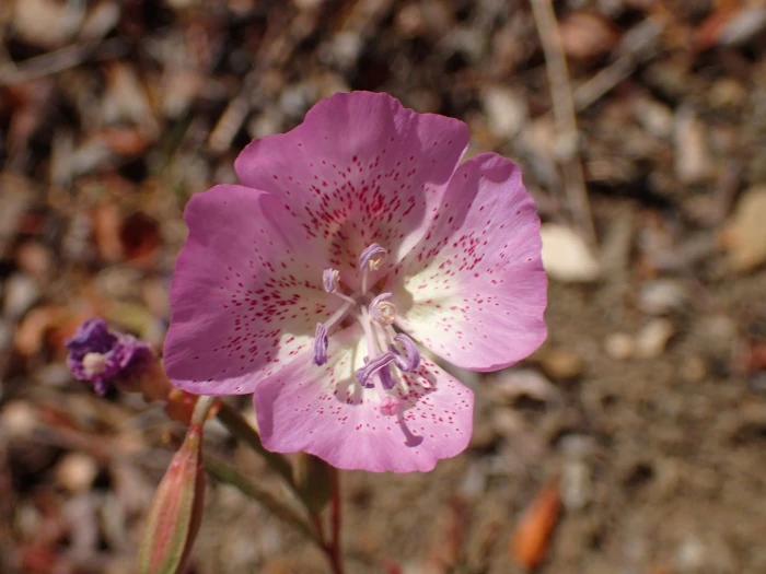 Clarkia bottae image