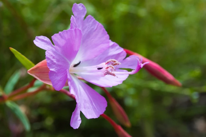 Clarkia breweri image