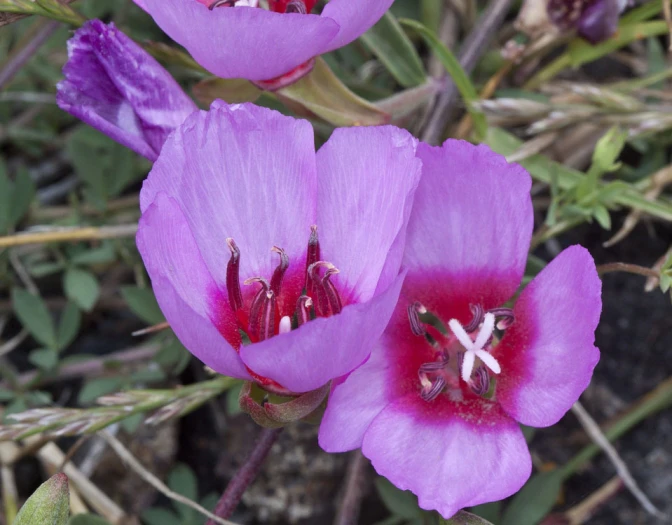 Clarkia rubicunda image