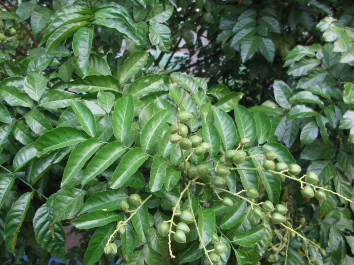 Clausena lansium image