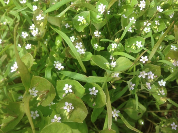 Claytonia parviflora image