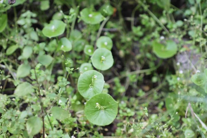 Claytonia perfoliata image