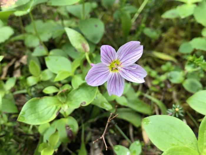 Claytonia sarmentosa image