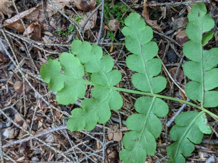 Claytosmunda claytoniana image