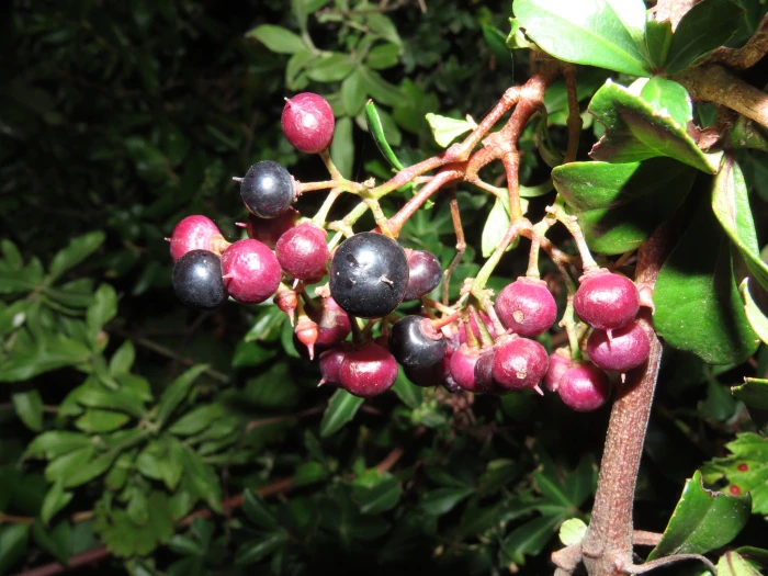 Cissus striata image