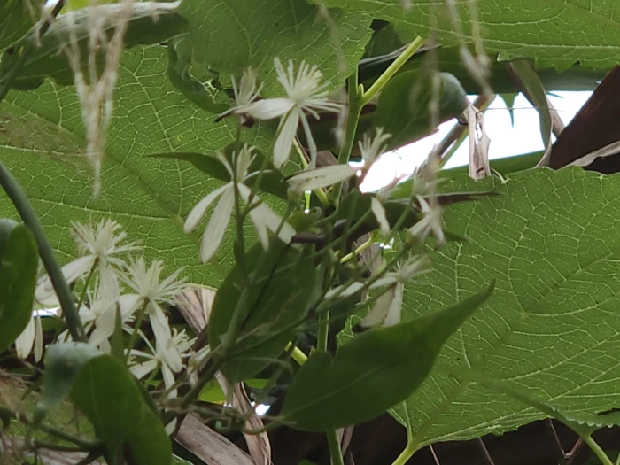 Clematis chinensis image