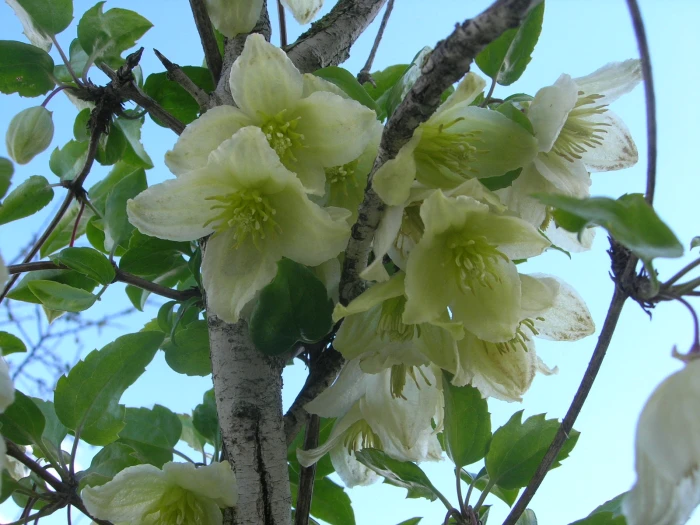 Clematis cirrhosa image