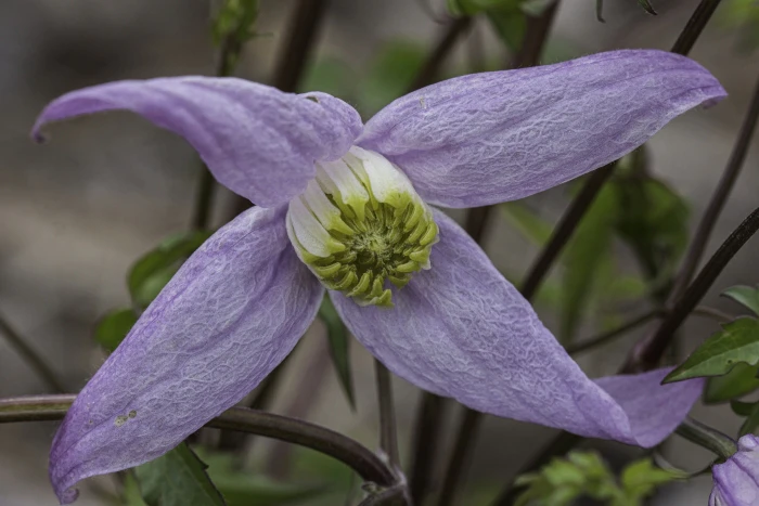 Clematis columbiana image